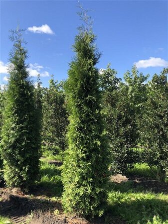 Thuja occ. 'Brabant' 250-300 cm draadkluit - afbeelding 3