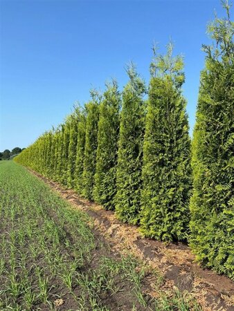 Thuja occ. 'Brabant' 300-350 cm draadkluit - afbeelding 3