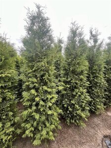 Thuja occ. 'Brabant' 300-350 cm draadkluit - afbeelding 5