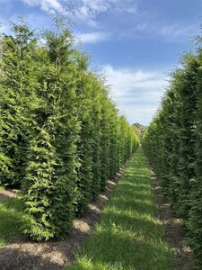 Thuja occ. 'Brabant' 300-350 cm WRB - image 3