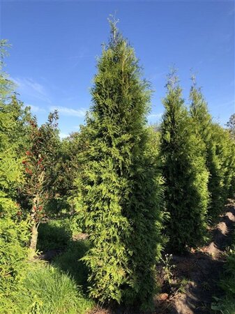 Thuja occ. 'Brabant' 300-350 cm WRB - image 4