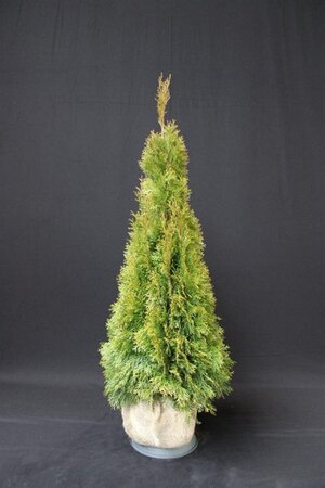 Thuja occ. 'Smaragd' 100-125 cm met kluit - afbeelding 8