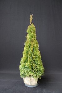 Thuja occ. 'Smaragd' 100-125 cm met kluit - afbeelding 8