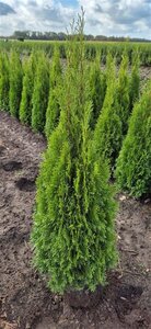 Thuja occ. 'Smaragd' 100-125 cm met kluit - afbeelding 7