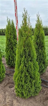 Thuja occ. 'Smaragd' 150-175 cm met kluit - afbeelding 6