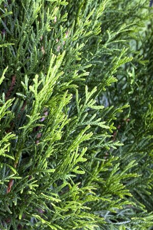 Thuja occ. 'Smaragd' 175-200 cm met kluit - afbeelding 1
