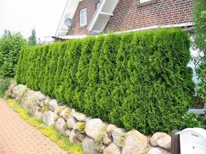Thuja occ. 'Smaragd' 175-200 cm met kluit - afbeelding 4
