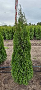 Thuja occ. 'Smaragd' 175-200 cm met kluit - afbeelding 6