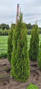 Thuja occ. 'Smaragd' 175-200 cm met kluit - afbeelding 7