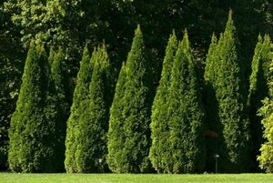 Thuja occ. 'Smaragd' 175-200 cm met kluit - afbeelding 3