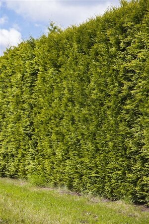 Thuja occ. 'Smaragd' 175-200 cm RB - image 4
