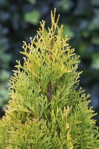 Thuja occ. 'Smaragd' 175-200 cm RB - image 5