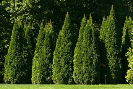 Thuja occ. 'Smaragd' 200-250 cm met kluit - afbeelding 4