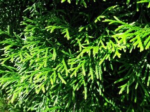 Thuja occ. 'Smaragd' 200-250 cm met kluit - afbeelding 5