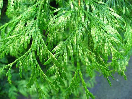 Thuja occ. 'Smaragd' 200-250 cm met kluit - afbeelding 6