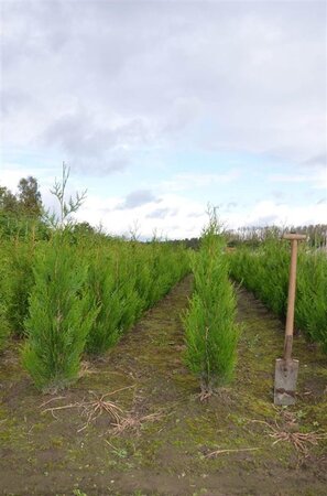 Thuja pl. 'Atrovirens' 100-125 cm met kluit - afbeelding 6