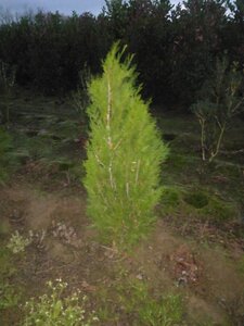 Thuja pl. 'Atrovirens' 100-125 cm met kluit - afbeelding 3