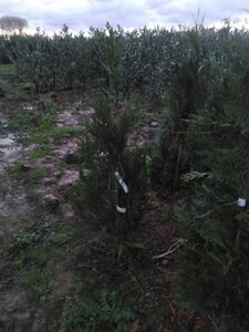 Thuja pl. 'Atrovirens' 100-125 cm met kluit - afbeelding 5