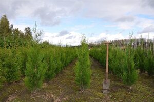 Thuja pl. 'Atrovirens' 100-125 cm met kluit - afbeelding 7