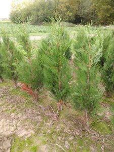 Thuja pl. 'Atrovirens' 100-125 cm met kluit - afbeelding 4