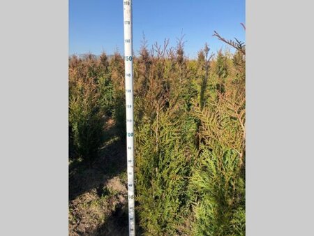 Thuja pl. 'Atrovirens' 125-150 cm met kluit - afbeelding 7