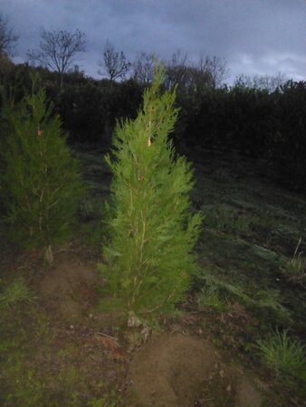 Thuja pl. 'Atrovirens' 125-150 cm met kluit - afbeelding 6