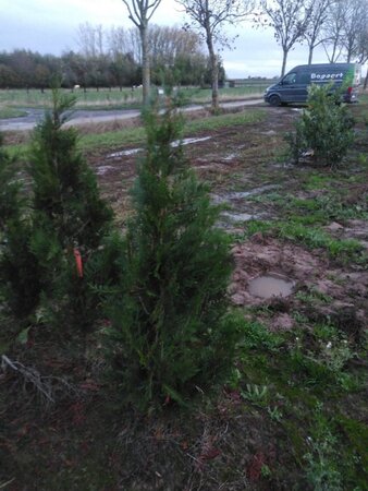 Thuja pl. 'Atrovirens' 125-150 cm met kluit - afbeelding 3