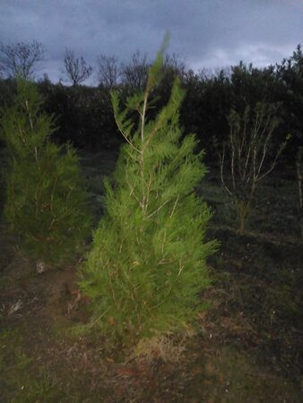 Thuja pl. 'Atrovirens' 150-175 cm met kluit - afbeelding 7