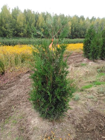 Thuja pl. 'Atrovirens' 150-175 cm met kluit - afbeelding 3