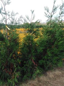 Thuja pl. 'Atrovirens' 150-175 cm met kluit - afbeelding 5