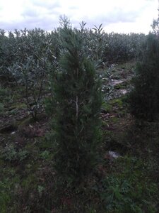 Thuja pl. 'Atrovirens' 150-175 cm met kluit - afbeelding 6