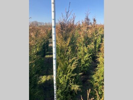 Thuja pl. 'Atrovirens' 150-175 cm met kluit - afbeelding 10