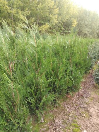 Thuja pl. 'Atrovirens' 150-175 cm met kluit - afbeelding 4