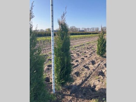 Thuja pl. 'Atrovirens' 175-200 cm met kluit - afbeelding 7