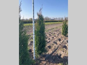 Thuja pl. 'Atrovirens' 175-200 cm met kluit - afbeelding 7