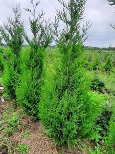Thuja pl. 'Atrovirens' 175-200 cm RB - image 8