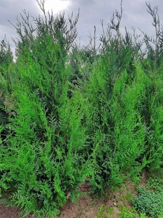 Thuja pl. 'Atrovirens' 175-200 cm RB - image 9