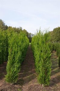 Thuja pl. 'Atrovirens' 175-200 cm RB - image 7