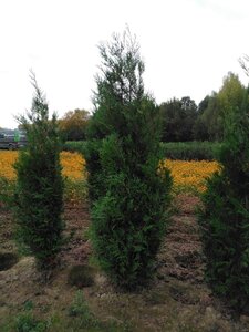 Thuja pl. 'Atrovirens' 200-250 cm met kluit - afbeelding 3