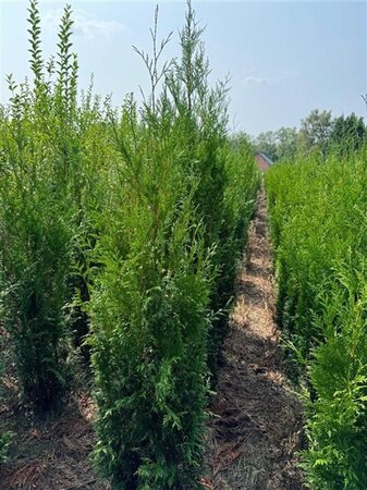 Thuja pl. 'Atrovirens' 200-250 cm met kluit - afbeelding 5