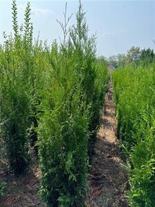 Thuja pl. 'Atrovirens' 200-250 cm met kluit - afbeelding 5