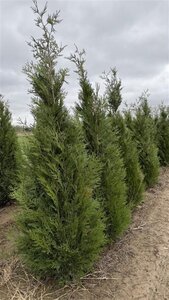 Thuja pl. 'Atrovirens' 200-250 cm met kluit - afbeelding 4