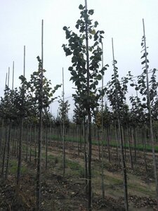 Tilia cordata 'Böhlje'=Erecta 8-10 Hoogstam wortelgoed - afbeelding 7