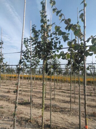 Tilia cordata 'Böhlje'=Erecta 8-10 Hoogstam wortelgoed - afbeelding 6