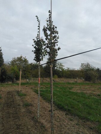 Tilia cordata 'Böhlje'=Erecta 8-10 Hoogstam wortelgoed - afbeelding 8