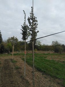 Tilia cordata 'Böhlje'=Erecta 8-10 Hoogstam wortelgoed - afbeelding 8