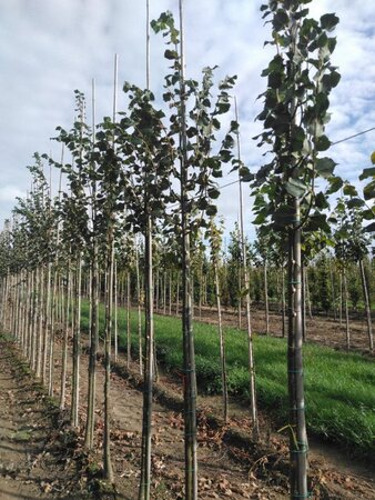 Tilia cordata 'Greenspire' 10-12 Hoogstam wortelgoed - afbeelding 3