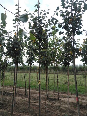 Tilia cordata 'Greenspire' 10-12 Hoogstam wortelgoed - afbeelding 2