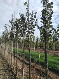 Tilia cordata 'Greenspire' 10-12 STA BR - image 3