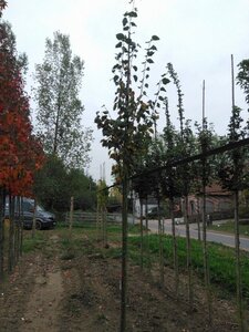Tilia cordata 'Greenspire' 10-12 STA BR - image 4